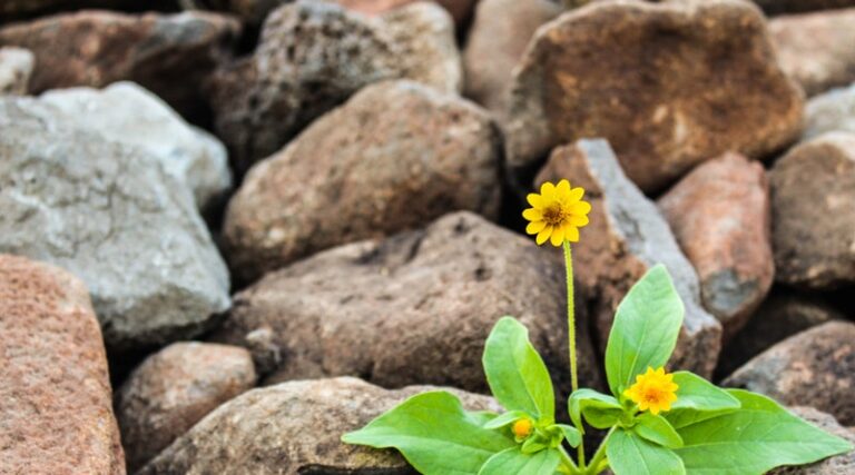 Lessons from the Life of Peter (Jesus Transforms) – Part 1 img
